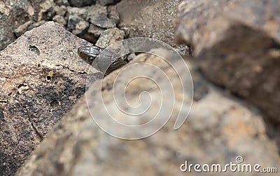 Â Yellow Spotted Keelback snake close up of juvenile snake hiding in rocks around water bodies Stock Photo